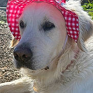Flower a rejoint le concours — aidez-le/la à gagner de superbes lots ! dog, golden_retriever, pet, hat, sunhat, gingham_pattern, outdoor, close_up, white_fur, nose, eyes, portrait, collar, dog_tag, relaxed, sunlight, accessory, fur_texture, ground, daytime