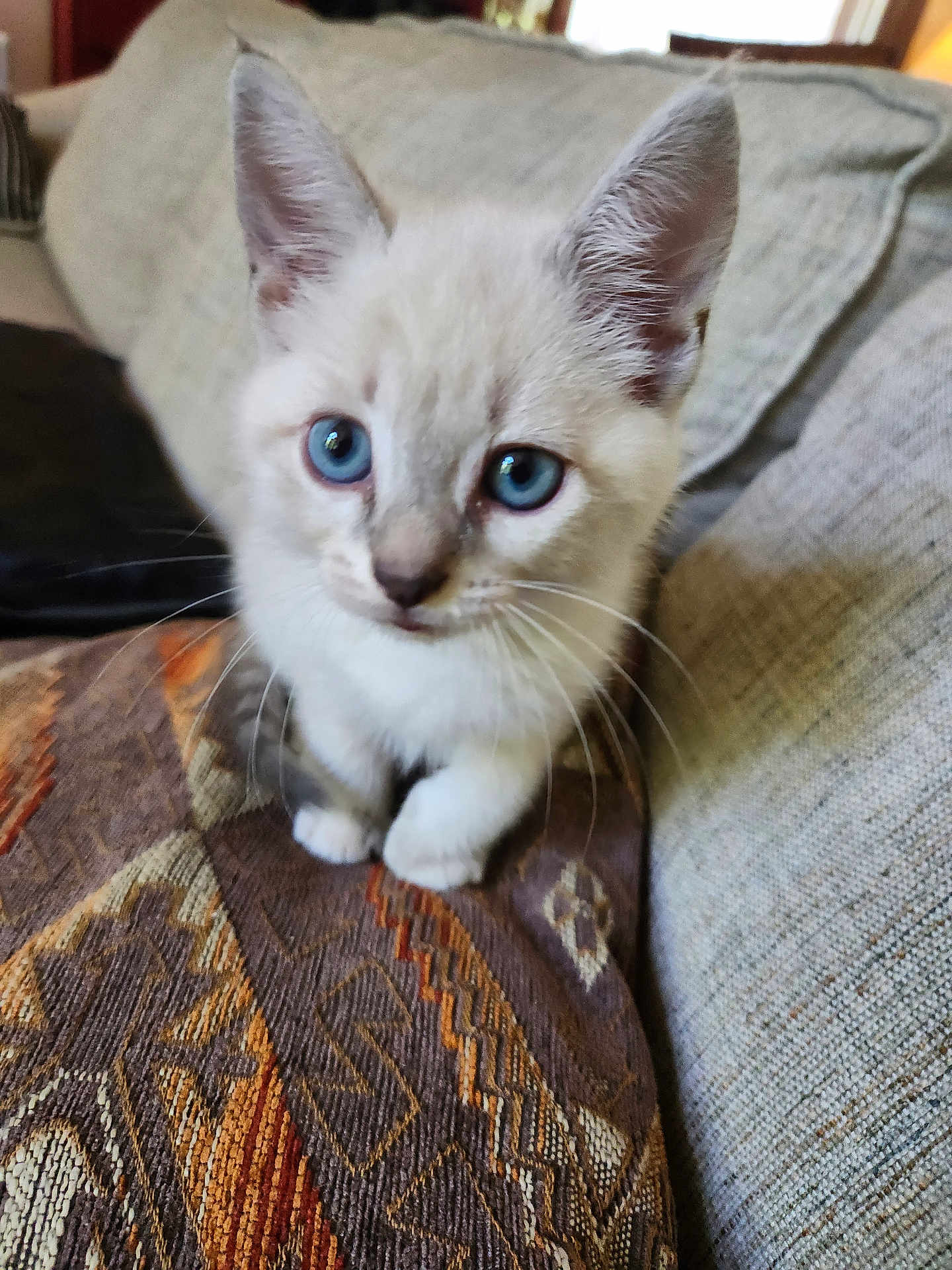 Coconut joined the competition — help win amazing prizes! kitten, cat, blue_eyes, whiskers, ears, paws, sofa, cushion, textile_pattern, indoor, close_up, portrait, pet, domestic_animal, curious, fur, sitting, cozy, brown_pattern, living_room