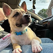 Milo participe au concours pour gagner de l'argent avec cette photo : puppy, dog, pet, blue_collar, car_interior, sunlight, window, person, lap, fur, ears, paw, nose, relaxed, domestic_animal, jeans, dashboard, seat, keychain, tree