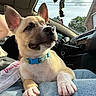 puppy, dog, pet, blue_collar, car_interior, sunlight, window, person, lap, fur, ears, paw, nose, relaxed, domestic_animal, jeans, dashboard, seat, keychain, tree