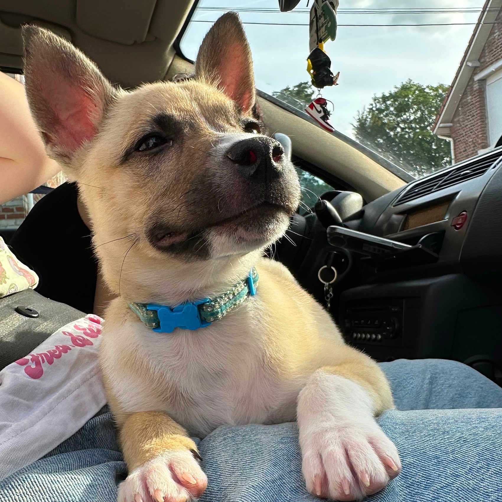 Milo participe au concours pour gagner de l'argent avec cette photo : puppy, dog, pet, blue_collar, car_interior, sunlight, window, person, lap, fur, ears, paw, nose, relaxed, domestic_animal, jeans, dashboard, seat, keychain, tree