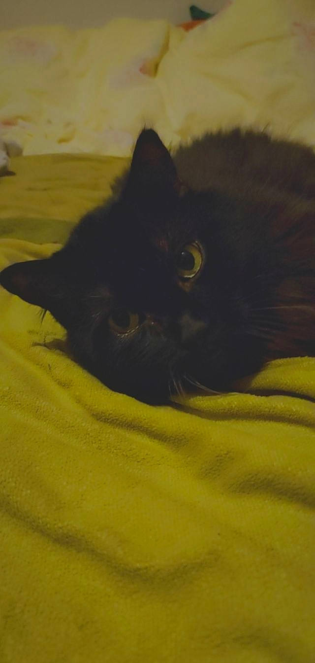 Fripouille participe au concours pour gagner de l'argent avec cette photo : black_cat, carnivore, cat, comfort, domestic_short_haired_cat, felidae, fur, grey, landscape, sand, shadow, small_to_medium_sized_cats, snout, soil, tail, terrestrial_animal, whiskers