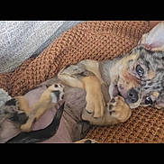 Delilah Rose joined the competition — help win amazing prizes! puppy, dog, lying_down, blanket, brown, cozy, cute, pet, animal, fur, small, relaxed, indoors, knitted, paw, spotted, sleepy, companion, mammal, friend