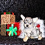 Delilah Rose joined the competition — help win amazing prizes! puppy, dog, small_dog, spotted, collar, gift_boxes, ribbon, holiday, festive, black_background, cute, pet, animal, furry, sitting, portrait, decorative, fluffy, christmas, present