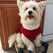 Loki joined the competition — help win amazing prizes! dog, white_dog, fluffy, small_dog, pet, red_sweater, sweater, sitting, chair, woven_chair, indoors, kitchen, wooden_door, tile_floor, portrait, happy, open_mouth, tongue,  귀여운, pet_photography