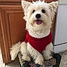 dog, white_dog, fluffy, small_dog, pet, red_sweater, sweater, sitting, chair, woven_chair, indoors, kitchen, wooden_door, tile_floor, portrait, happy, open_mouth, tongue,  귀여운, pet_photography