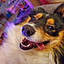 animal, blurred_background, canine, close_up, companion, cute, dog, friendly, fur, happy, indoor, muzzle, nose, pet, portrait, purple_light, smiling, teeth, tongue_out, whiskers