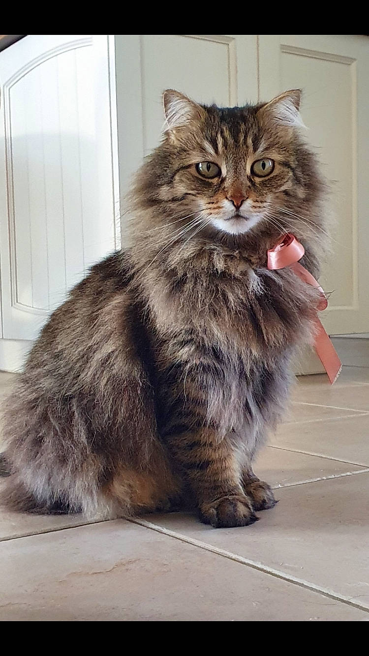 Mowgly a rejoint le concours — aidez-le/la à gagner de superbes lots ! carnivore, cat, claw, domestic_long_haired_cat, fawn, felidae, floor, flooring, foot, fur, home_door, liver, maine_coon, mammal, small_to_medium_sized_cats, snout, tail, terrestrial_animal, vertebrate, whiskers