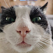 Batman participe au concours pour gagner de l'argent avec cette photo : abyssinian, animal, cat, computer, computerhardware, electronics, face, hardware, head, kitten, laptop, manx, monitor, pc, person, pet, screen, siamese, snout, tv