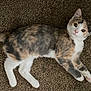 cat, calico_cat, pet, feline, carpet, lying, paws, whiskers, curious, wide_eyes, fur_pattern, white_paws, portrait, cozy, indoor, resting, playful, close_up, adorable, young_cat