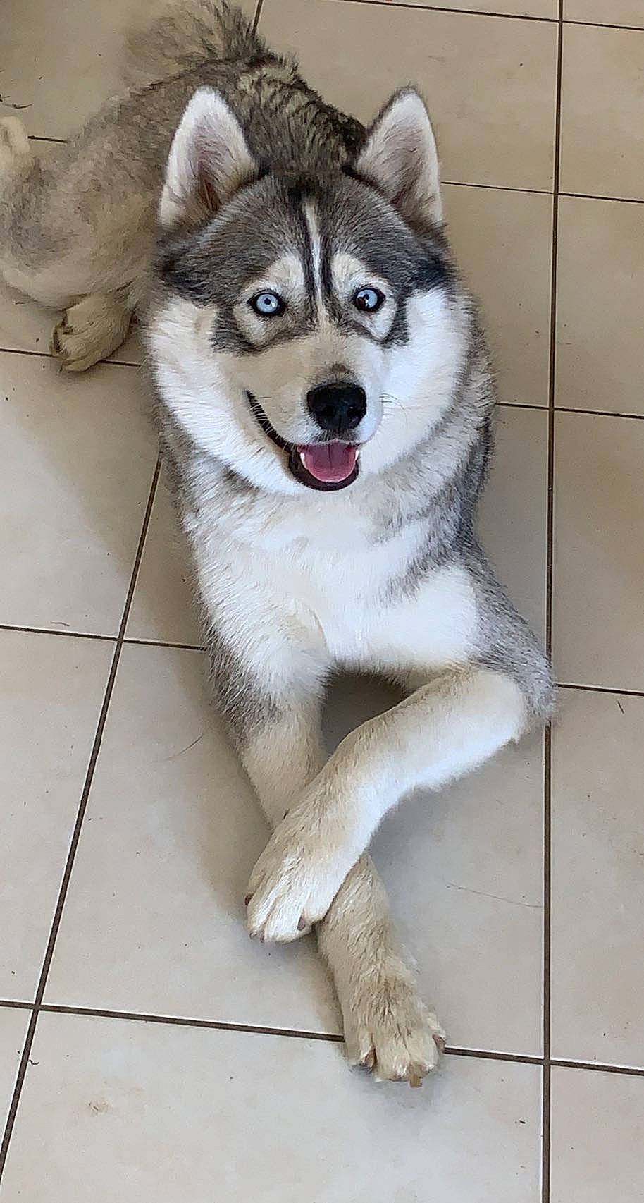 Saïka participe au concours pour gagner de l'argent avec cette photo : ancient_dog_breeds, canidae, carnivore, collar, companion_dog, dog, dog_breed, door, fawn, fur, paw, sled_dog, snout, sporting_group, tail, terrestrial_animal, tile_flooring, whiskers, working_animal, working_dog