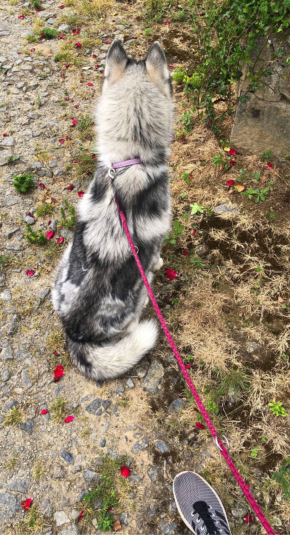 Saïka participe au concours pour gagner de l'argent avec cette photo : canidae, carnivore, cat, dog_breed, domestic_short_haired_cat, felidae, fur, grass, groundcover, leash, marsupial, plant, small_to_medium_sized_cats, snout, soil, sporting_group, tail, terrestrial_animal, whiskers, wildlife