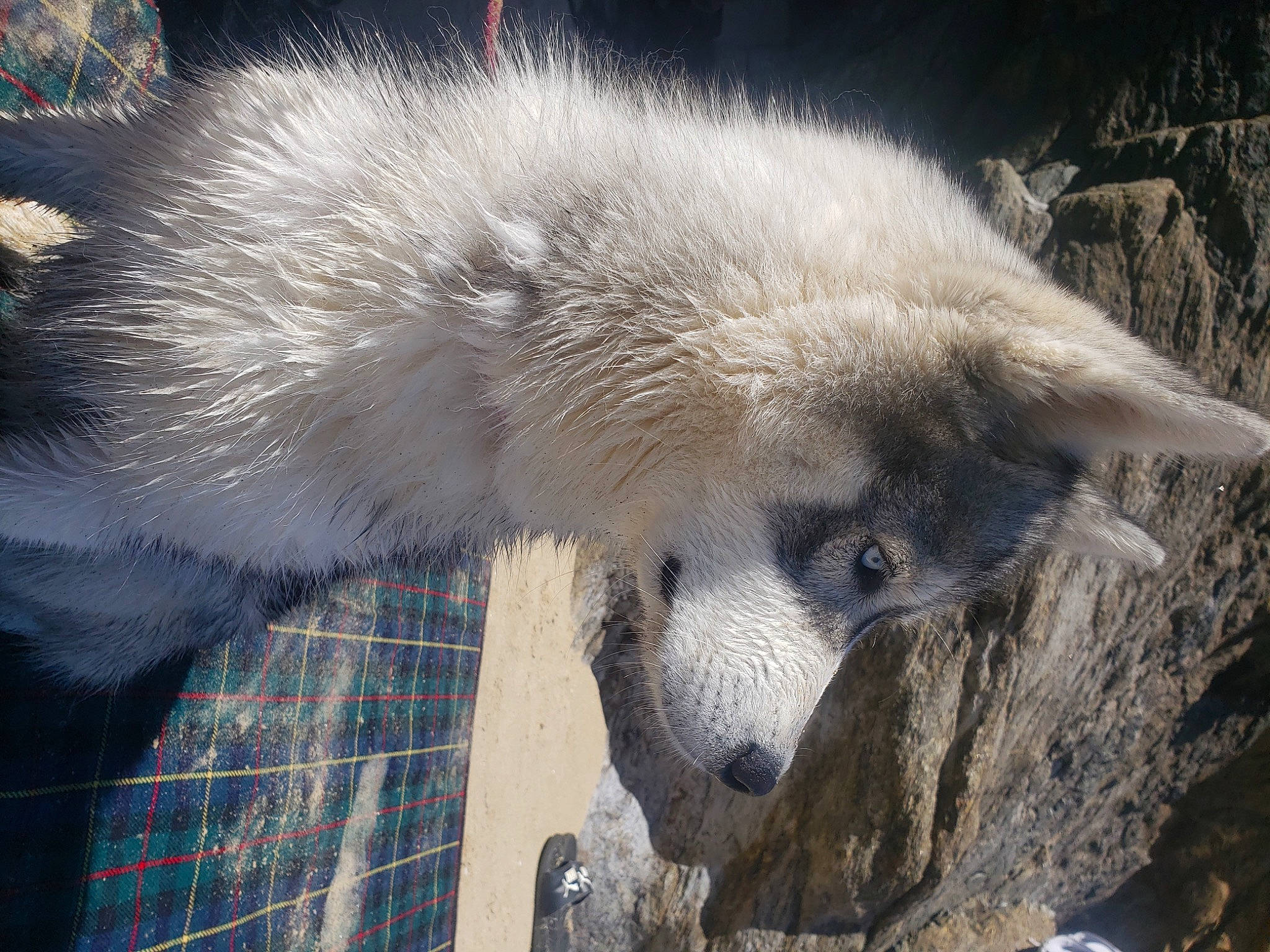 Saïka participe au concours pour gagner de l'argent avec cette photo : bear, canidae, carnivore, claw, dog_breed, fur, polar_bear, snout, terrestrial_animal, whiskers, wildlife, winter, zoo