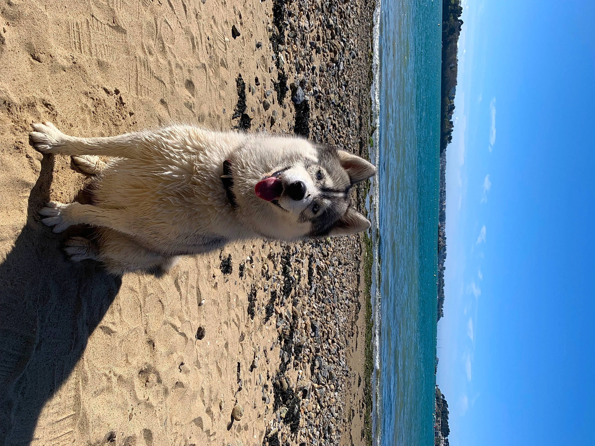 Saïka a rejoint le concours — aidez-le/la à gagner de superbes lots ! carnivore, electric_blue, fawn, felidae, fur, marsupial, meerkat, paw, shadow, sky, small_to_medium_sized_cats, snout, tail, terrestrial_animal, tree, trunk, water, whiskers, wildlife, wood