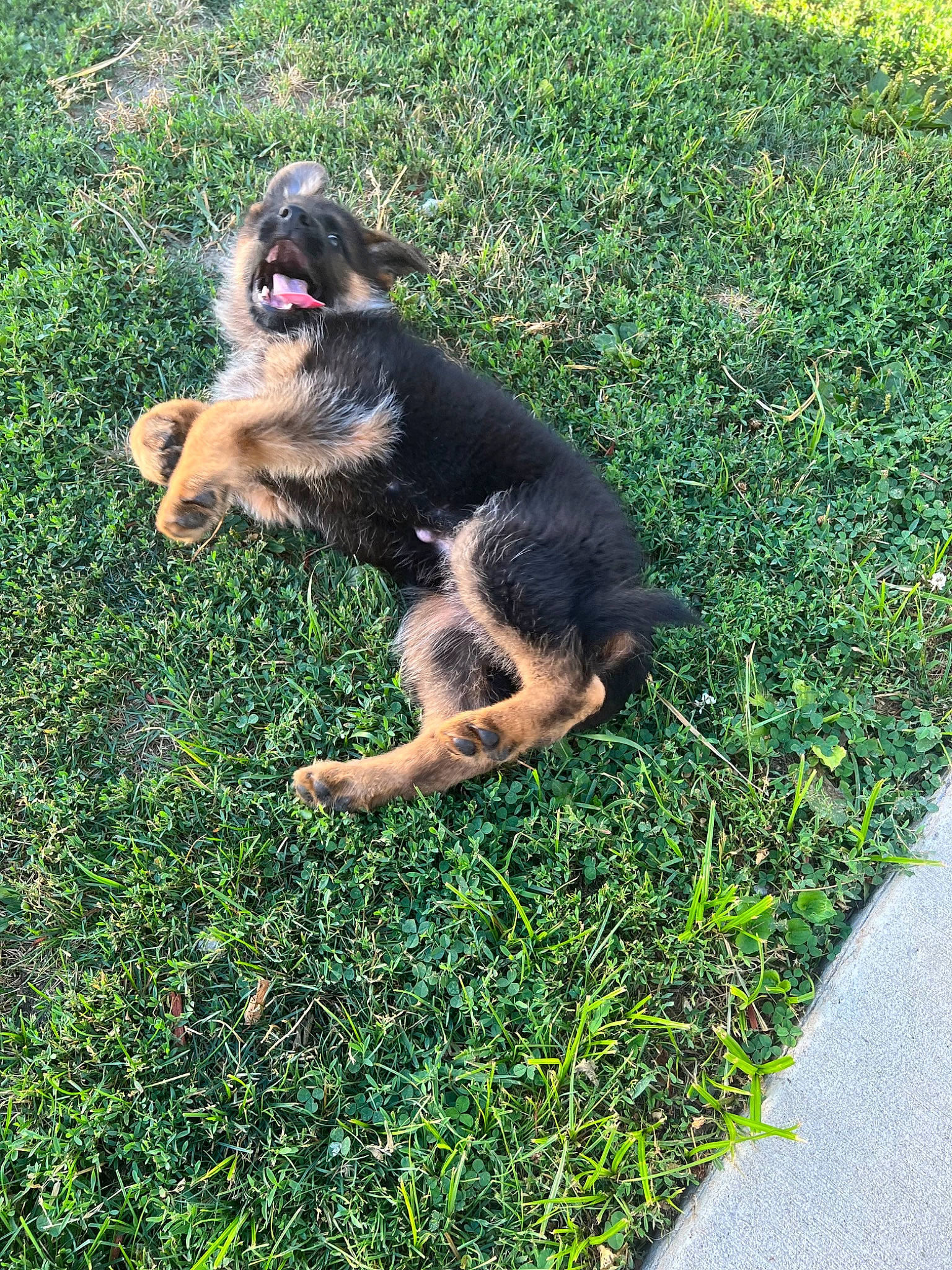 Bella joined the competition — help win amazing prizes! canidae, carnivore, companion_dog, dog, dog_breed, grass, groundcover, hunting_dog, lawn, puppy, snout, sporting_group, tail, terrestrial_animal, working_dog