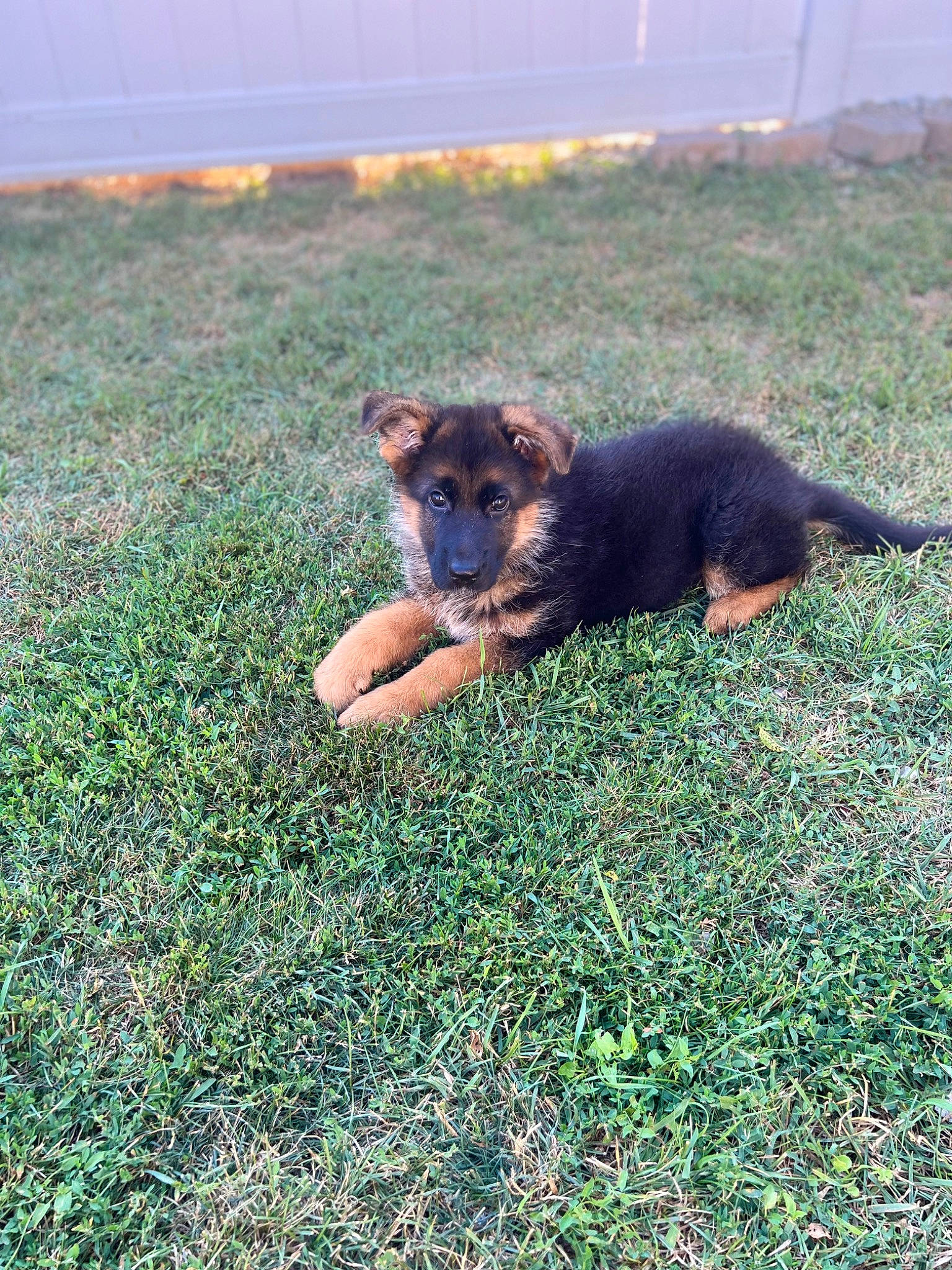 Bella joined the competition — help win amazing prizes! canidae, carnivore, companion_dog, dog, dog_breed, grass, grassland, groundcover, pasture, people_in_nature, prairie, soil, sporting_group, tail, terrestrial_animal, tints_and_shades, working_dog