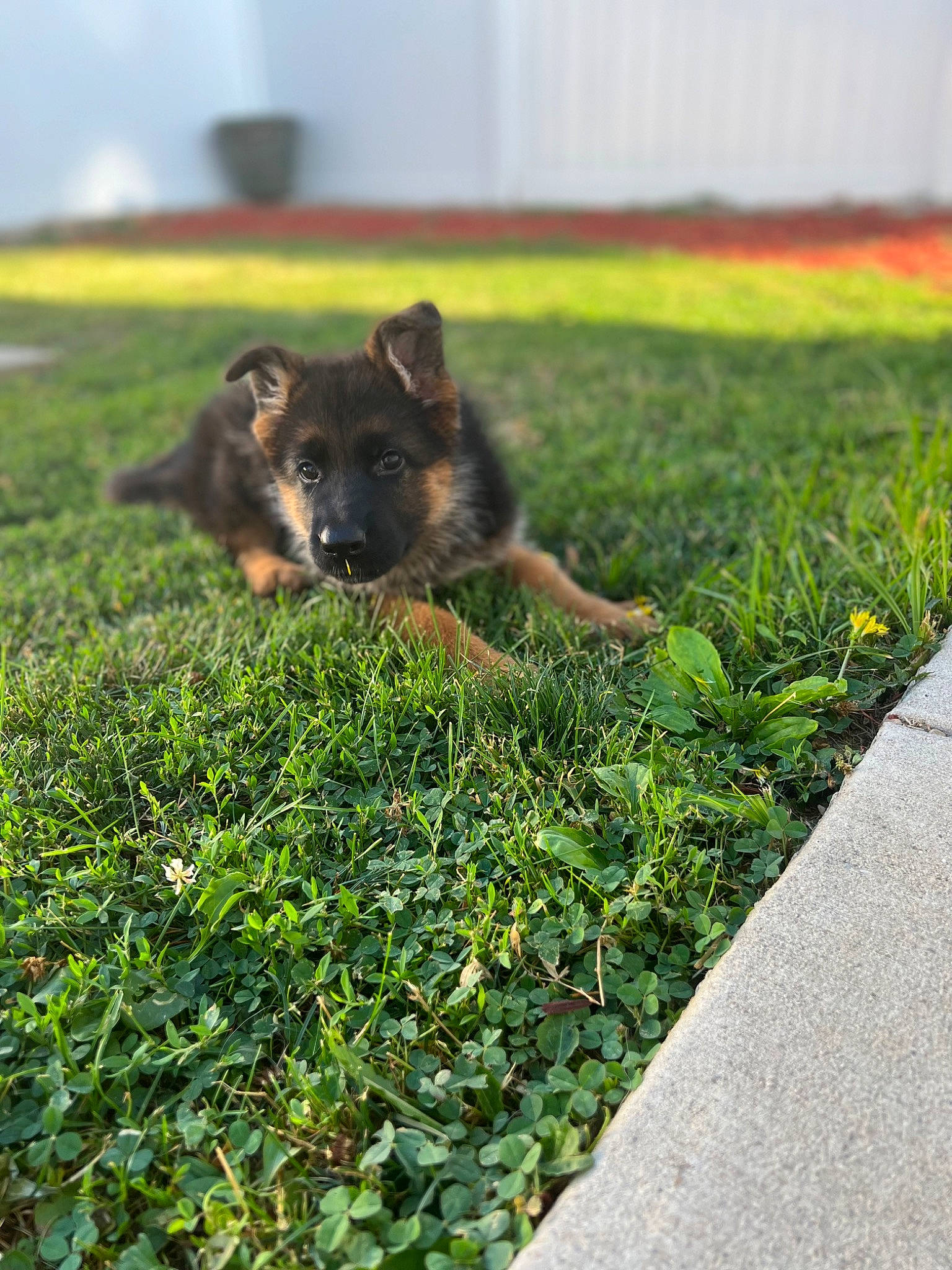 Bella is registered to the contest to win money with this photo: canidae, carnivore, companion_dog, dog, dog_breed, felidae, flooring, garden, german_shepherd_dog, grass, grassland, groundcover, old_german_shepherd_dog, plant, road_surface, snout, sporting_group, tail, terrestrial_animal, wildlife