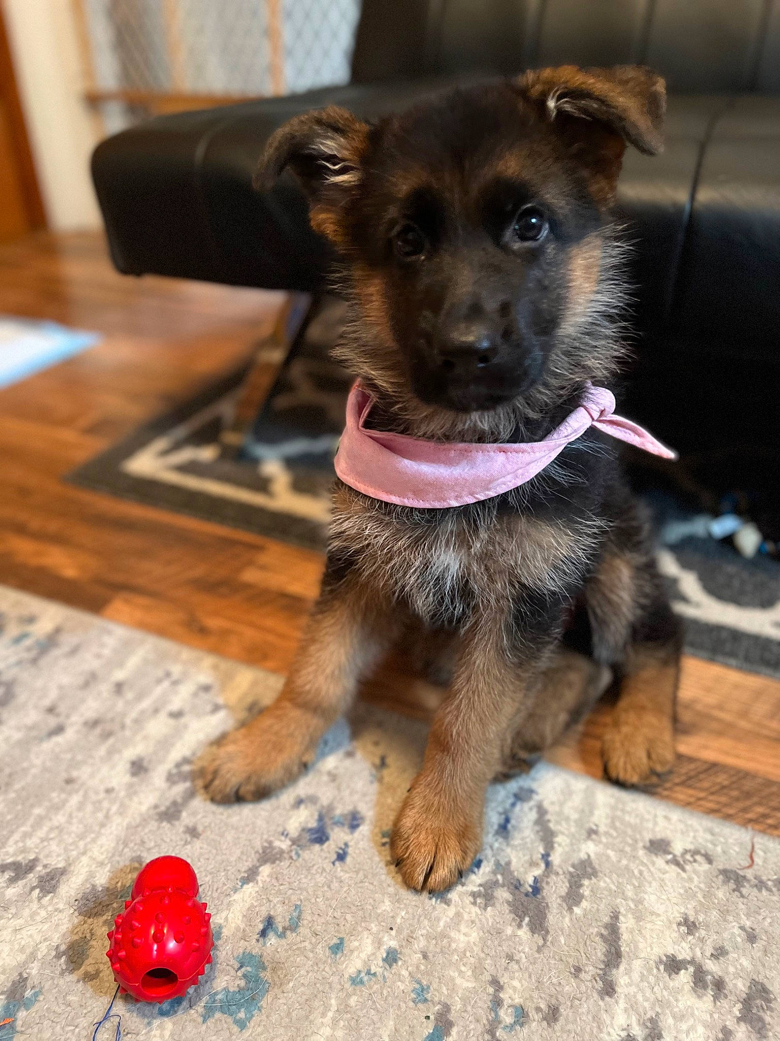 Bella is registered to the contest to win money with this photo: carnivore, collar, companion_dog, dog, dog_breed, dog_supply, fawn, flooring, fur, hardwood, paw, pet_supply, sporting_group, toy_dog, varnish, whiskers, wood, working_animal, working_dog, working_terrier