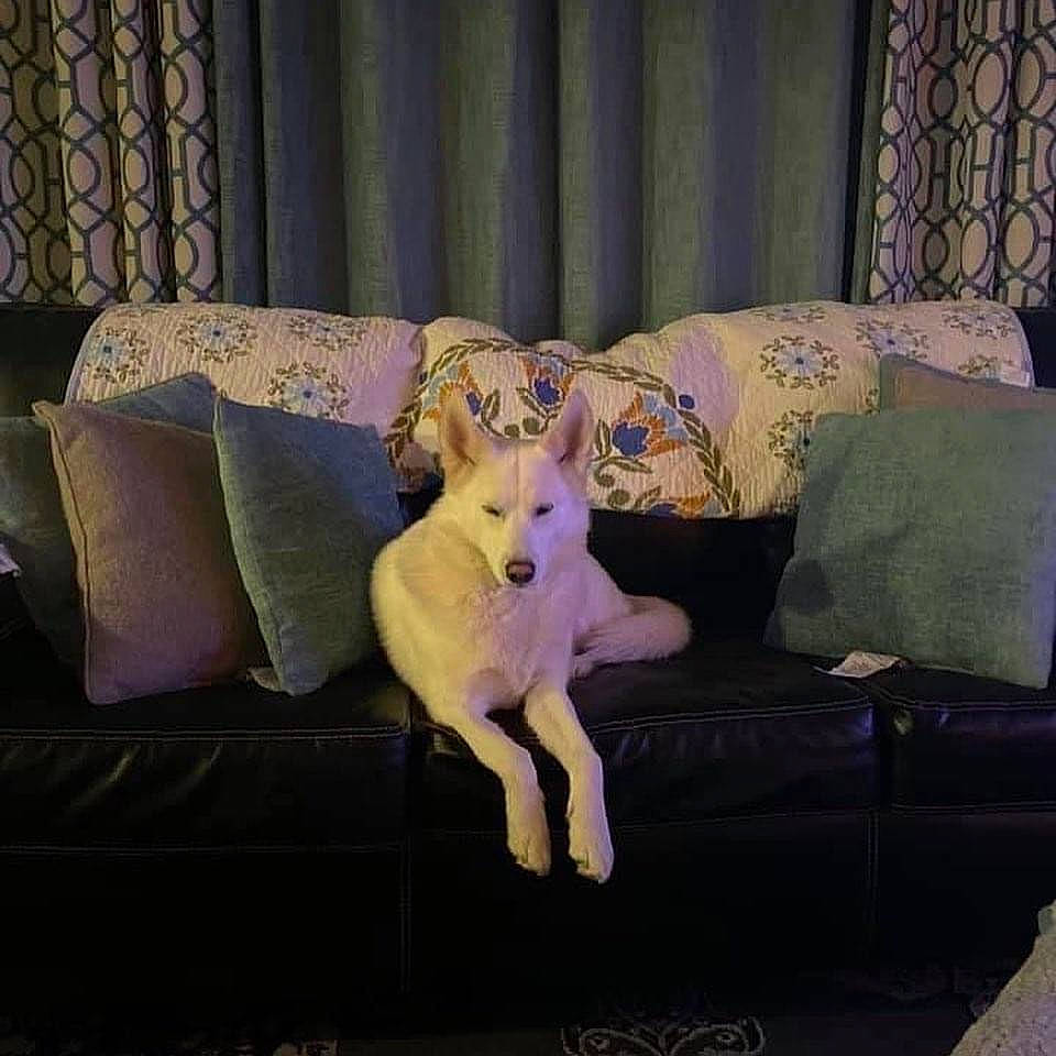 Kia joined the competition — help win amazing prizes! canidae, carnivore, comfort, companion_dog, couch, curtain, dog, dog_breed, fawn, felidae, furniture, interior_design, living_room, pillow, purple, sofa_bed, sporting_group, studio_couch, tail, toy