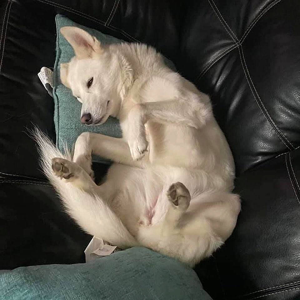 Kia joined the competition — help win amazing prizes! carnivore, comfort, companion_dog, couch, dog, dog_breed, fang, fawn, felidae, fur, leather, nap, non_sporting_group, paw, puppy, sleep, sporting_group, tail, whiskers, working_animal