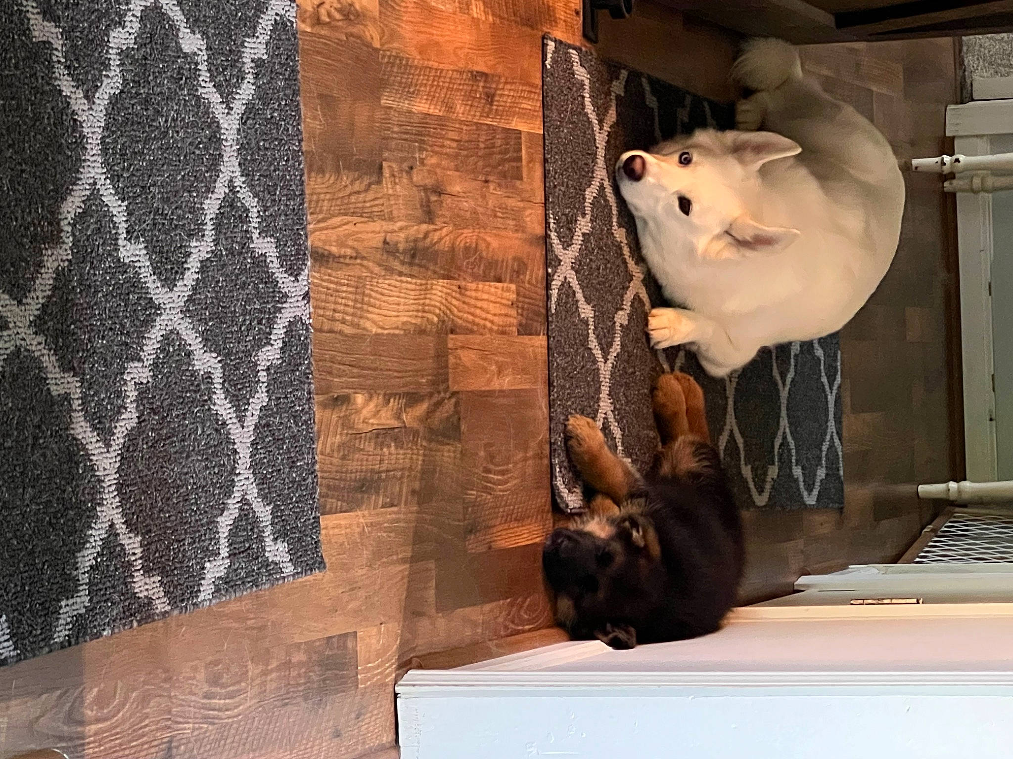 Kia is registered to the contest to win money with this photo: art, carnivore, door, fawn, felidae, flooring, fur, hardwood, interior_design, room, small_to_medium_sized_cats, stuffed_toy, teddy_bear, textile, tints_and_shades, toy, visual_arts, whiskers, window, wood