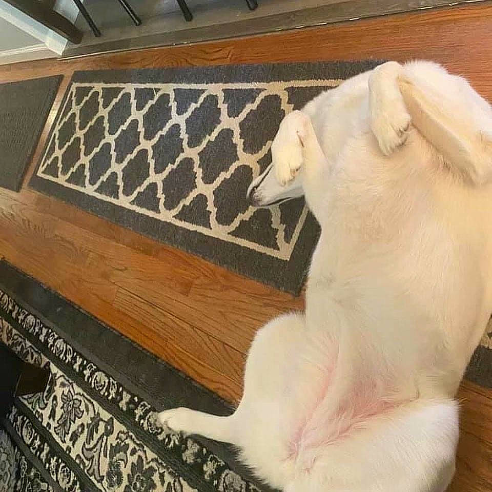 Kia is registered to the contest to win money with this photo: art, carnivore, companion_dog, dog, dog_breed, fawn, felidae, flooring, fur, hardwood, linens, pattern, rectangle, room, small_to_medium_sized_cats, tail, terrestrial_animal, whiskers, wood, working_animal