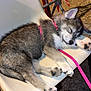 puppy, dog, sleeping, chair, harness, outdoor, night, white, plastic, fur, paw, pet, animal, resting, cute, young, sleep, calm, leash, cozy