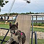 puppy, dog, outdoor, chair, grass, lake, water, harness, pet, animal, playful, happy, nature, trees, sky, rocks, recreation, relaxing, summer, leisure