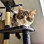 Tokyo a rejoint le concours — aidez-le/la à gagner de superbes lots ! cat, tabby_cat, cat_tree, indoor, pet, whiskers, fur, curious, animal, feline, perched, looking, close_up, domestic_cat, household, playful, ears, eyes, nose, paws