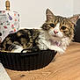 Tokyo participe au concours pour gagner de l'argent avec cette photo : cat, tabby_cat, fluffy, pink_collar, baking_pan, wooden_table, paper_towel, kitchen, indoor, pet, animal, fur, cute, domestic_cat, looking_at_camera, relaxed, tabletop, household, curious, snug