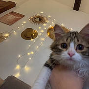 Tokyo a rejoint le concours — aidez-le/la à gagner de superbes lots ! kitten, cat, animal, closeup, hand, fairy_lights, hat, mirror, wall_decor, boho_style, indoor, furniture, cozy, blurred, cute, pet, young_animal, whiskers, curious, soft_lighting