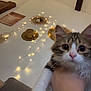 animal, blurred, boho_style, cat, closeup, cozy, curious, cute, fairy_lights, furniture, hand, hat, indoor, kitten, mirror, pet, soft_lighting, wall_decor, whiskers, young_animal