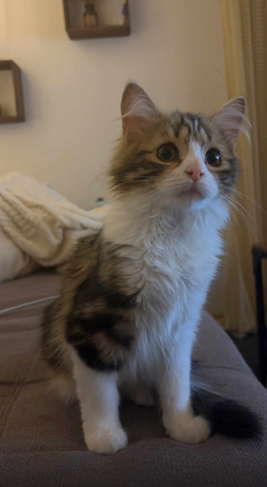 Tokyo a rejoint le concours — aidez-le/la à gagner de superbes lots ! cat, kitten, animal, pet, feline, fur, whiskers, ears, eyes, couch, blanket, indoor, home, sitting, curious, soft, cute, furry, domestic, young