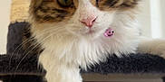 Tokyo participe au concours pour gagner de l'argent avec cette photo : cat, tabby, fluffy, pet, animal, feline, indoor, cat_tree, paw, white_paw, pink_nose, collar, relaxed, lounging, close_up, portrait, soft_focus, brown, white, cute