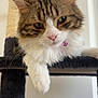animal, brown, cat, cat_tree, close_up, collar, cute, feline, fluffy, indoor, lounging, paw, pet, pink_nose, portrait, relaxed, soft_focus, tabby, white, white_paw