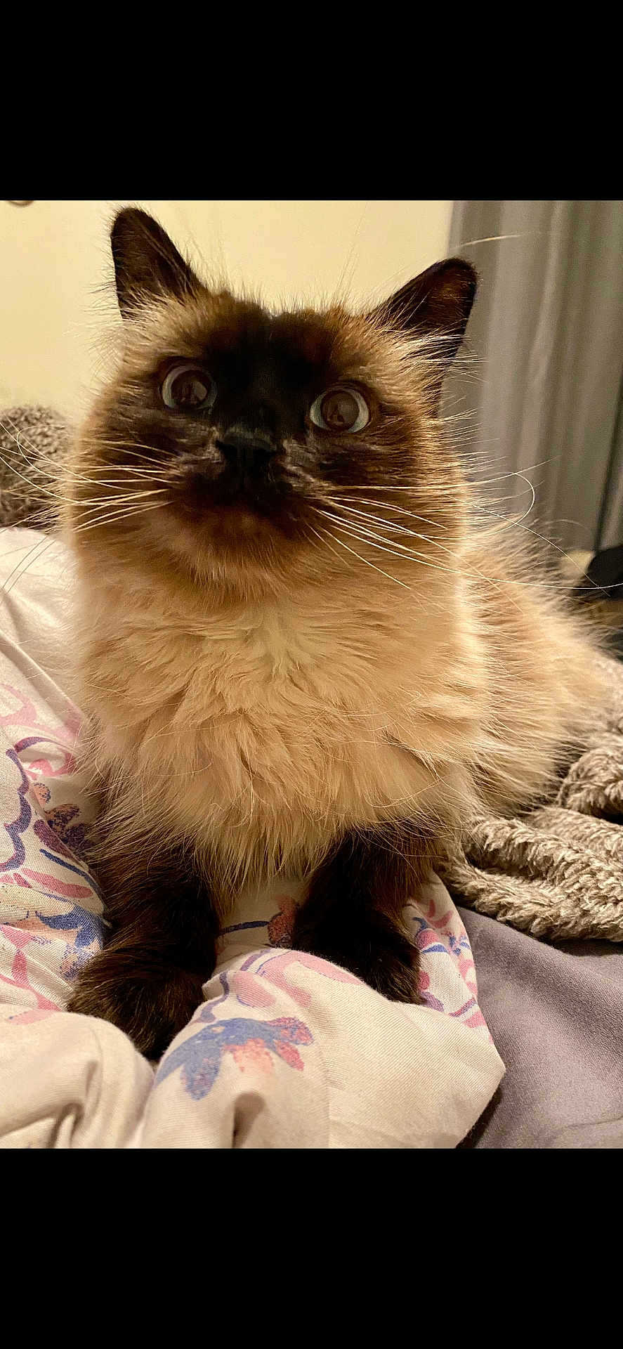 Chloe joined the competition — help win amazing prizes! cat, siamese_cat, fluffy, wide_eyes, whiskers, ears, fur, pet, indoor, blanket, patterned_fabric, bedroom, cozy, resting, close_up, animal, mammal, cute, curious, soft