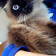 Chloe is registered to the contest to win money with this photo: cat, blue_eyes, fluffy, person, face, smile, arm, blue_clothing, whiskers, close_up, indoor, furry, pet, holding, cute, domestic_animal, portrait, friendly, cozy, warm