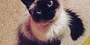 Chloe is registered to the contest to win money with this photo: cat, siamese_cat, animal, pet, feline, fluffy, fur, carpet, indoor, looking_up, cute, whiskers, ears, tail, shadow, domestic_animal, mammal, eyes, sitting, adorable