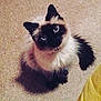 cat, siamese_cat, animal, pet, feline, fluffy, fur, carpet, indoor, looking_up, cute, whiskers, ears, tail, shadow, domestic_animal, mammal, eyes, sitting, adorable