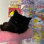 Mr.moonlight joined the competition — help win amazing prizes! cat, black_cat, pet, cat_tree, pink, furniture, indoor, animal, cute, relaxed, fluffy, whiskers, yellow_eyes, wall_art, cartoon, colorful, poster, playful, soft, resting