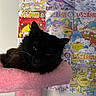 cat, black_cat, pet, cat_tree, pink, furniture, indoor, animal, cute, relaxed, fluffy, whiskers, yellow_eyes, wall_art, cartoon, colorful, poster, playful, soft, resting