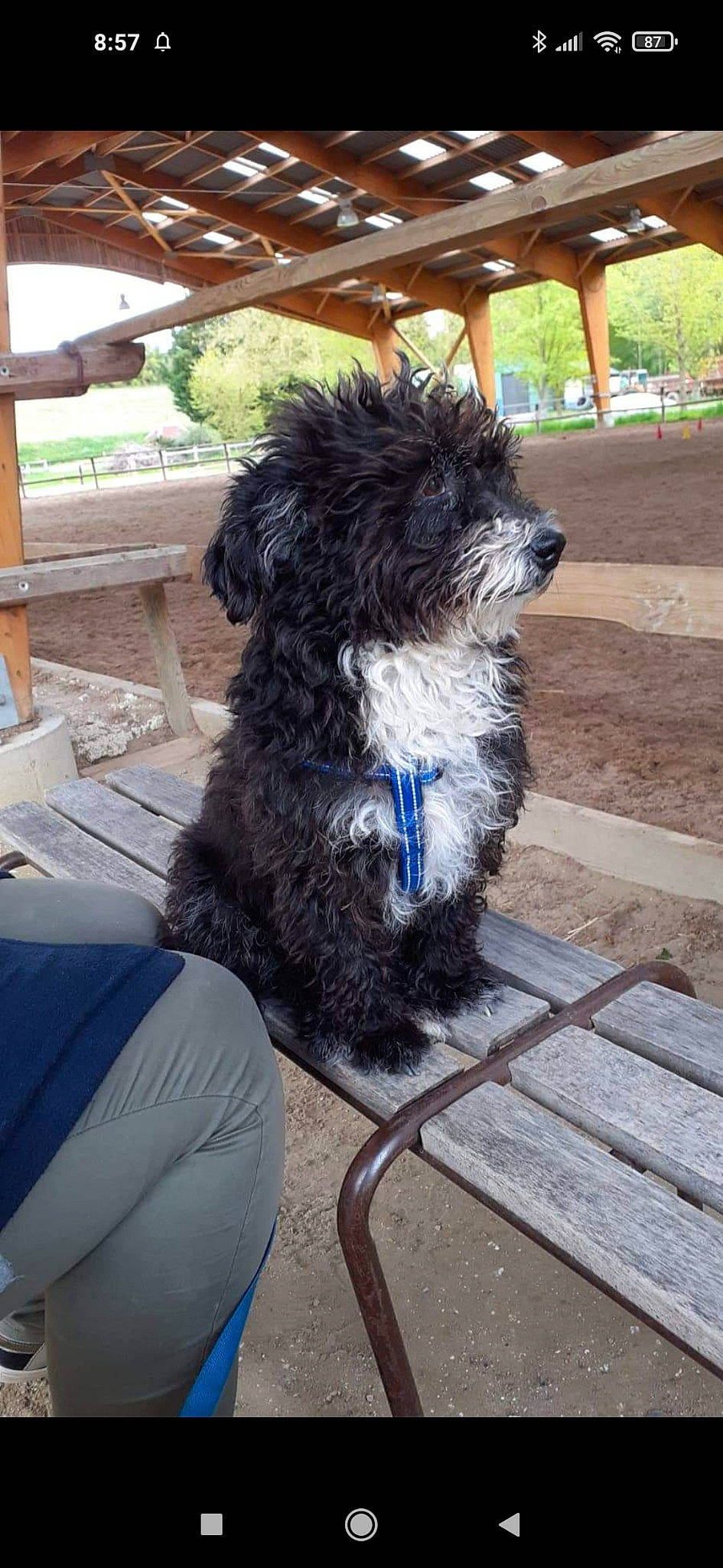 Grenadine a rejoint le concours — aidez-le/la à gagner de superbes lots ! canidae, carnivore, collar, companion_dog, dog, dog_breed, dog_collar, dog_supply, electric_blue, fur, pet_supply, small_terrier, snout, sporting_group, tail, terrier, toy_dog, water_dog, wood, working_animal