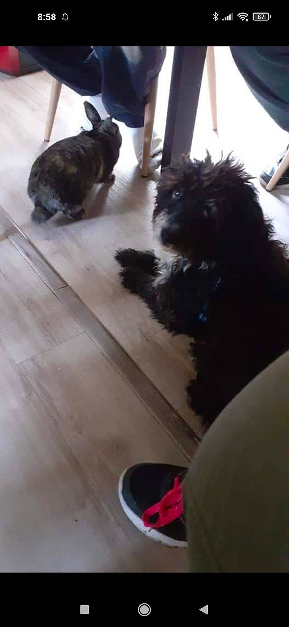 Grenadine a rejoint le concours — aidez-le/la à gagner de superbes lots ! black, carmine, carnivore, companion_dog, dog, dog_breed, floor, flooring, fur, hardwood, liver, pet_supply, small_terrier, sporting_group, tail, terrier, toy_dog, vertebrate, wood, working_animal