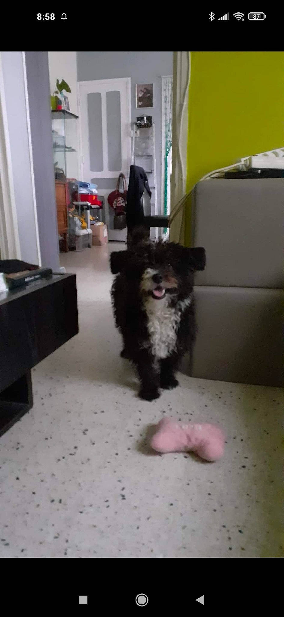 Grenadine participe au concours pour gagner de l'argent avec cette photo : canidae, carnivore, companion_dog, dog, dog_breed, floor, flooring, fur, hardwood, herding_dog, living_room, non_sporting_group, room, schnauzer, spaniel, sporting_group, terrier, toy_dog, working_animal, working_dog