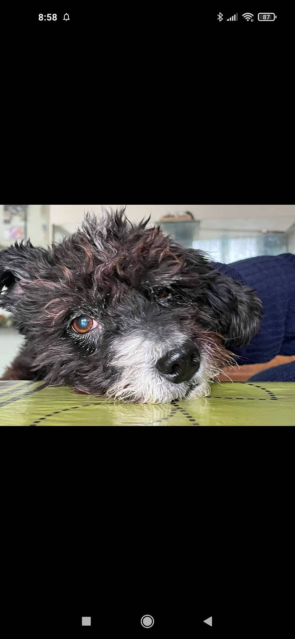 Grenadine a rejoint le concours — aidez-le/la à gagner de superbes lots ! ancient_dog_breeds, canidae, carnivore, companion_dog, dog, dog_breed, dog_collar, fur, non_sporting_group, poodle, small_terrier, snout, sporting_group, terrestrial_animal, terrier, toy_dog, water_dog, whiskers, working_animal