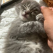 Kiikii is registered to the contest to win money with this photo: kitten, gray_cat, sleeping, fluffy, hand, pet, cute, feline, close_up, soft, resting, domestic_cat, young_cat, whiskers, paw, indoor, cozy, comfort, nap, animal