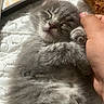kitten, gray_cat, sleeping, fluffy, hand, pet, cute, feline, close_up, soft, resting, domestic_cat, young_cat, whiskers, paw, indoor, cozy, comfort, nap, animal
