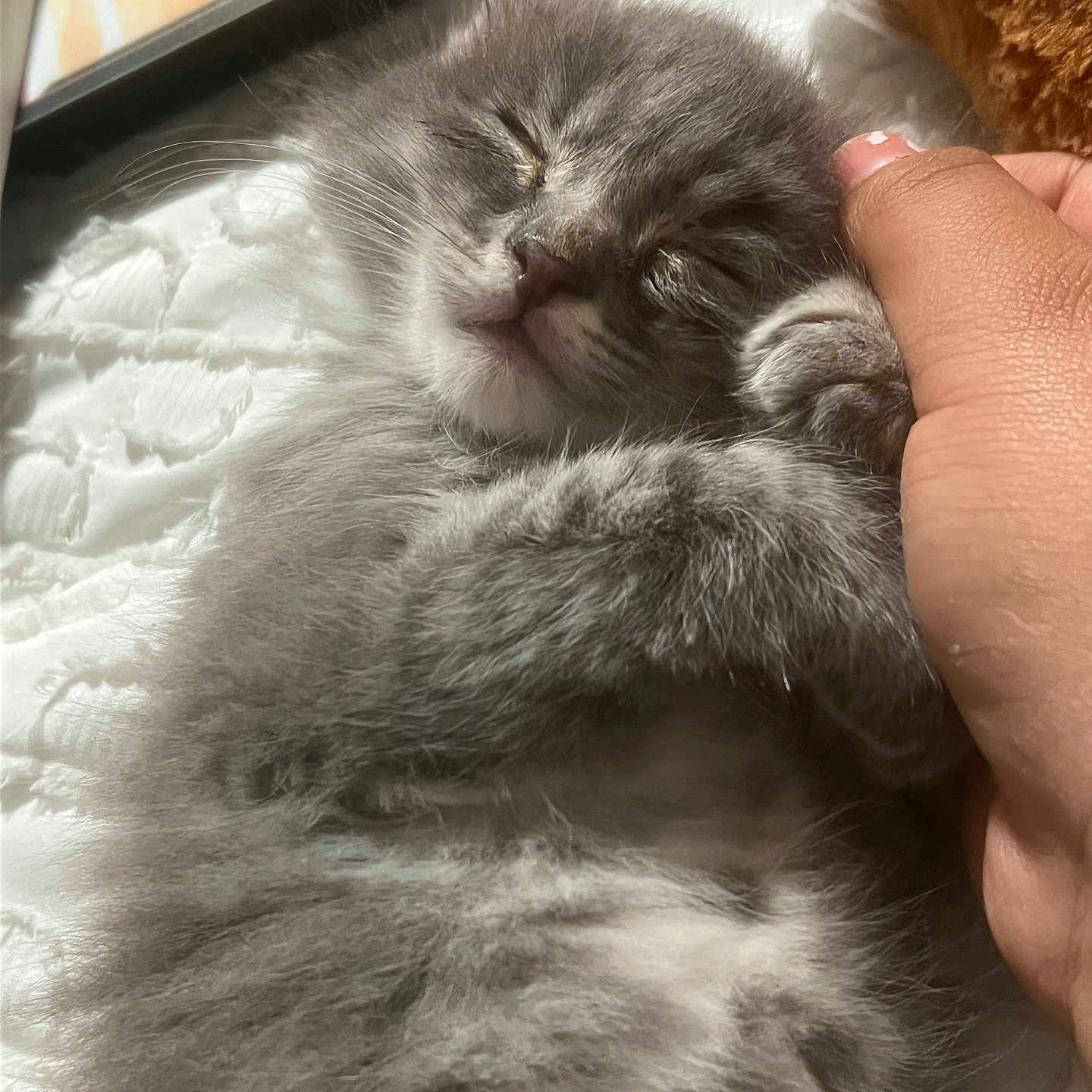 Kiikii is registered to the contest to win money with this photo: kitten, gray_cat, sleeping, fluffy, hand, pet, cute, feline, close_up, soft, resting, domestic_cat, young_cat, whiskers, paw, indoor, cozy, comfort, nap, animal