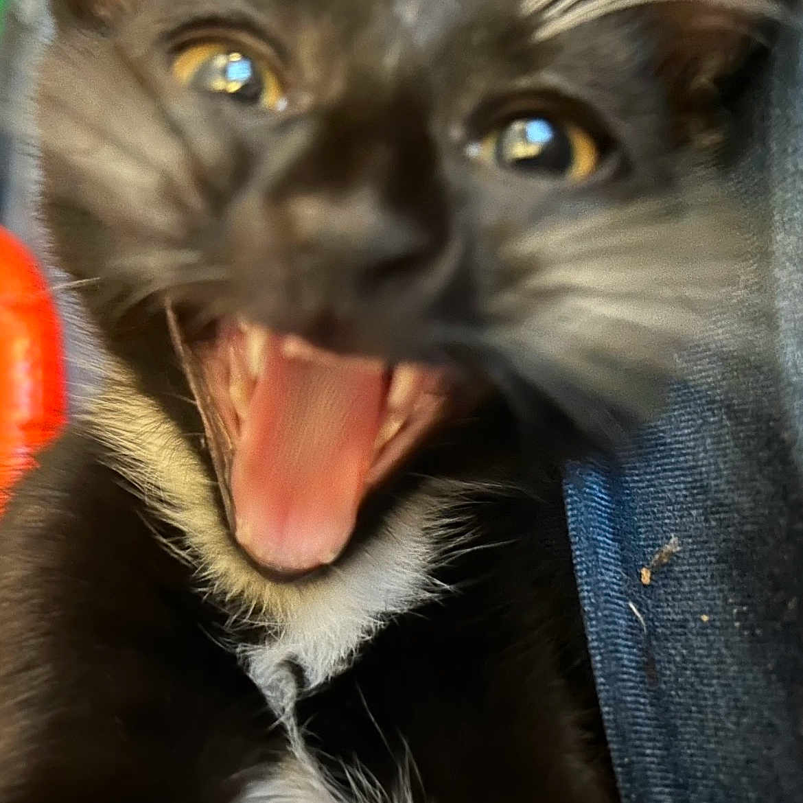 Lepik is registered to the contest to win money with this photo: cat, black_and_white, close_up, mouth_open, tongue, whiskers, fur, animal, pet, cute, eyes, face, indoor, feline, expression, playful, young, portrait, vibrant, texture