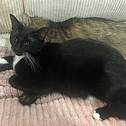 Lepik is registered to the contest to win money with this photo: cat, black_cat, tabby_cat, pet, animal, feline, couch, blanket, indoor, resting, snuggling, cozy, fur, whiskers, paw, tail, relaxing, domestic_animal, cute, companion